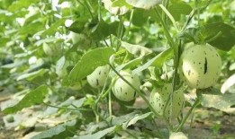 瓜州停车区免费吃瓜,免费吃瓜，夏日清凉好去处