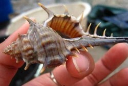 吃瓜挖螺视频,一场视觉与味蕾的双重盛宴