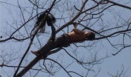 男生爬树吃瓜,男生爬树吃瓜的欢乐时光