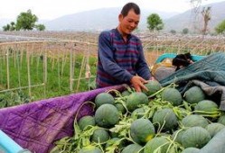 安州镇吃瓜,瓜香四溢，品味夏日清凉