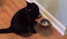 小猫吃瓜爆料,揭秘娱乐圈幕后故事