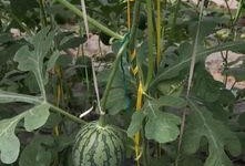 吃瓜营生,网络时代下的娱乐产业新风向