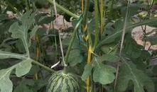 吃瓜营生,网络时代下的娱乐产业新风向