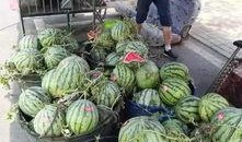 济宁北湖吃瓜事件,一场网络热议背后的真相揭秘