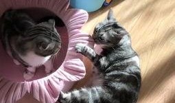 吃瓜喵本人,揭秘娱乐圈背后的那些事儿