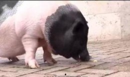 小香猪宠物吃瓜,瓜果飘香，萌宠享乐时光