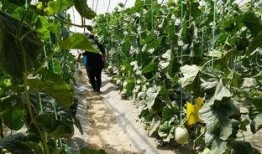 草原吃瓜视频,一场别开生面的夏日盛宴