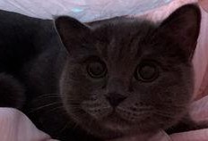 小猫吃小猫瓜,奇遇小猫瓜的秘密