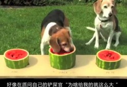 吃瓜愣住图片,揭秘网络热图背后的故事