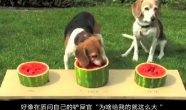 吃瓜愣住图片,揭秘网络热图背后的故事