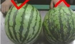 吃瓜今年的瓜真大真甜