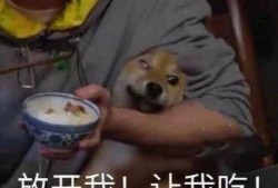 带你吃瓜吃羊的羊,带你领略“吃瓜吃羊”的独特羊文化之旅