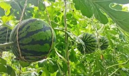 甘肃武威吃瓜事件,一场网络热议背后的真相与反思