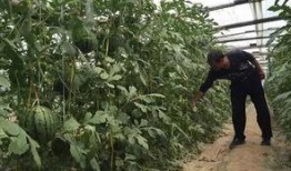 吃瓜营生,网络时代下的娱乐产业新风向