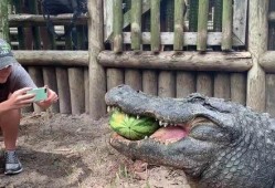 动物吃瓜的视频,动物们的“吃瓜”大作战