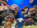 海底吃瓜视频大全,揭秘神秘海底吃瓜瞬间