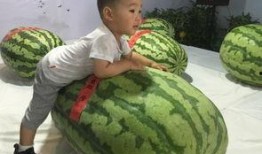 邢台清河吃瓜事件,网络舆论下的真相探寻与反思