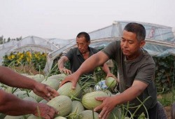 随官屯吃瓜,一场夏日里的欢乐盛宴