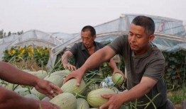 随官屯吃瓜,一场夏日里的欢乐盛宴