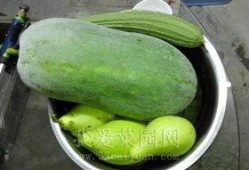 内娱的吃瓜,揭秘娱乐圈的“吃瓜”盛宴