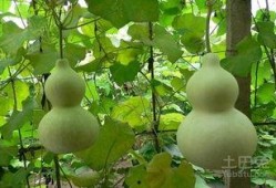 如何吃葫芦瓜,营养美味尽在其中