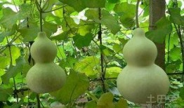 如何吃葫芦瓜,营养美味尽在其中