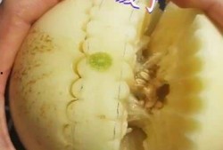 不小心吃腐烂瓜