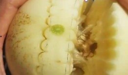 不小心吃腐烂瓜