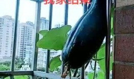 女子爬护栏吃瓜,公共安全意识亟待加强