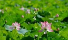 被浇灌的白莲花作者 吃瓜群众,吃瓜群众视角下的网络热词解析