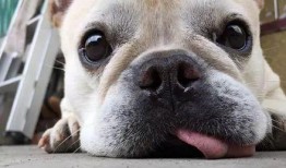 狗头萝吃瓜视频