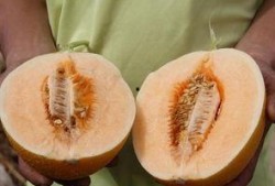 吃沙漠瓜反胃恶心