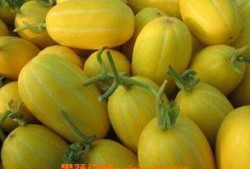 鲜瓜怎么吃最佳效果,解锁最佳口感与营养吸收之道