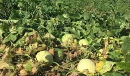 乐娱吃瓜,揭秘娱乐圈那些不为人知的幕后故事