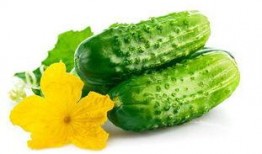 毛瓜可以减肥吃吗怎么吃,如何科学食用毛瓜助力瘦身