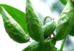 减脂吃牛角瓜,天然低卡美食，轻松打造健康身材