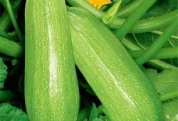 小西瓜在吃瓜,小西瓜的甜蜜瓜趣之旅