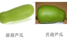 如何吃葫芦瓜,营养美味尽在其中