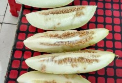 小孩带你吃瓜,畅游甜蜜瓜果世界