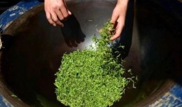 绿茶吃瓜7,揭秘绿茶界的神秘瓜界传奇