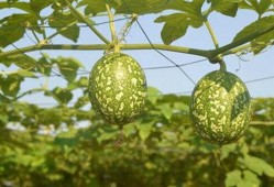 吊瓜心可以吃吗,可食用之谜，揭秘其营养价值与食用方法