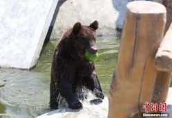 熊吃瓜事件,揭秘动物界的“美食狂欢”