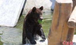 熊吃瓜事件,揭秘动物界的“美食狂欢”