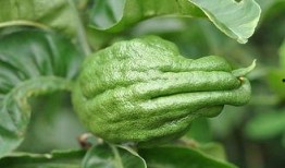 藤瓜 怎么吃,探索美味与营养的完美结合