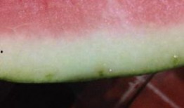 体育天桥吃瓜,见证都市繁华下的“吃瓜”文化现象