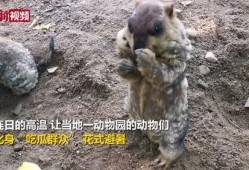 动物世界吃瓜群众,揭秘吃瓜群众的趣味观察