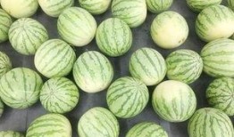 吃瓜情报地,吃瓜情报大揭秘，明星幕后故事全曝光