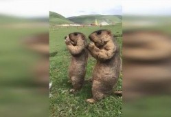 草原吃瓜视频,一场别开生面的夏日盛宴