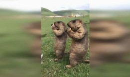 草原吃瓜视频,一场别开生面的夏日盛宴