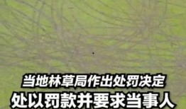 草原吃瓜视频,一场别开生面的夏日盛宴